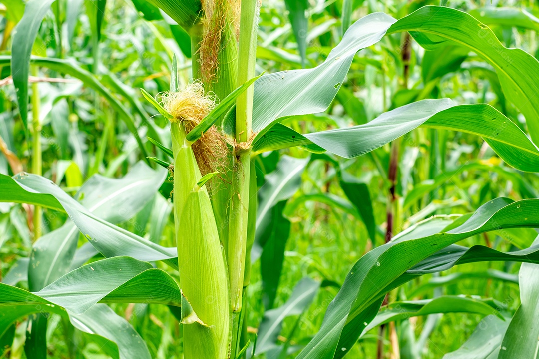 Milho que está saindo no campo de milho na estação chuvosa no verde das folhas.