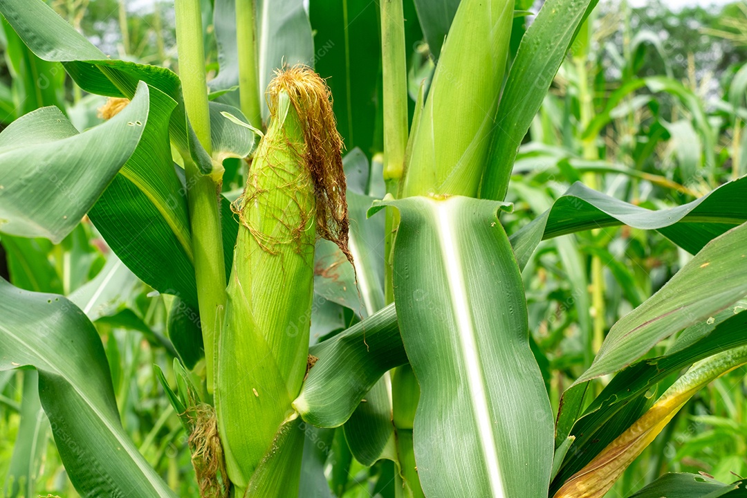 Milho que está saindo no campo de milho na estação chuvosa no verde das folhas.