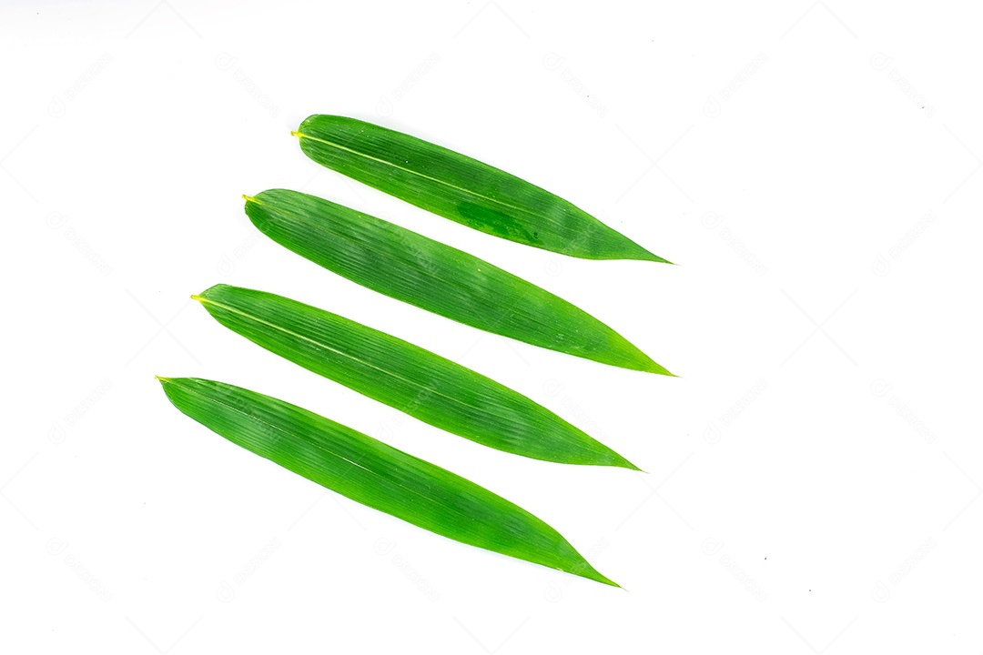 folha de bambu isolada no fundo branco