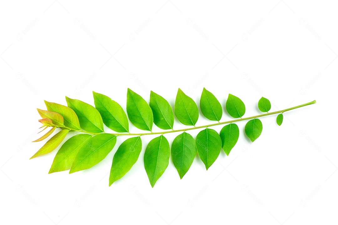 folha de groselha estrela isolada no fundo branco