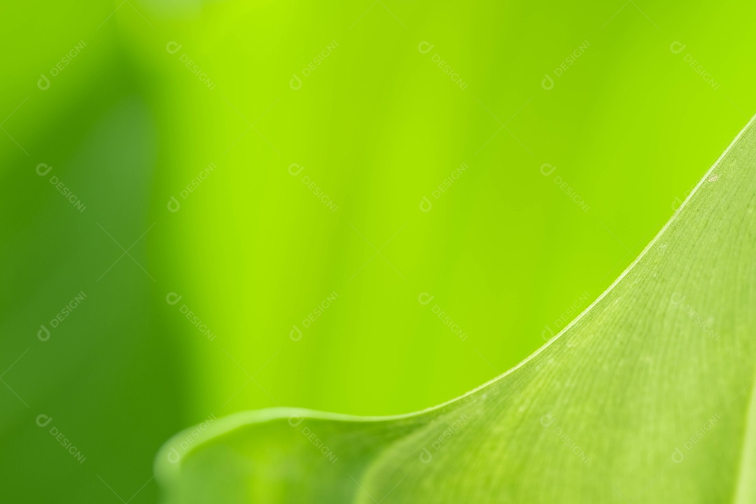Visão da natureza da folha verde no fundo de vegetação turva no jardim com espaço de cópia