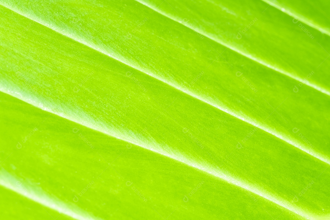 Visão da natureza da folha verde no fundo de vegetação turva no jardim com espaço de cópia