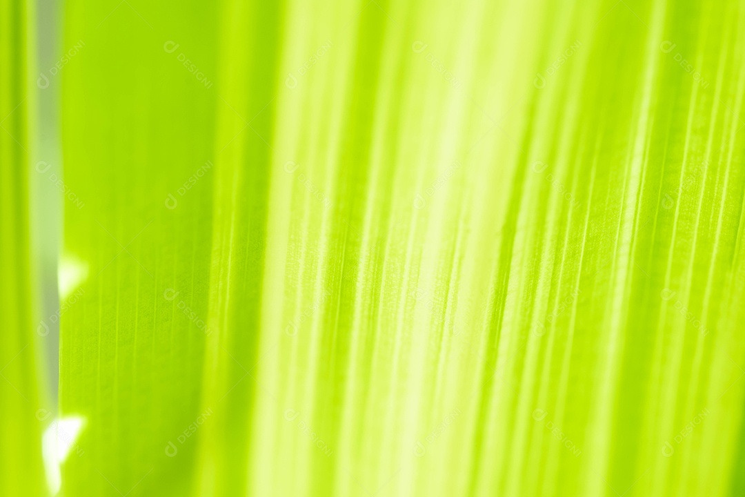 Visão da natureza da folha verde no fundo de vegetação turva no jardim com espaço de cópia