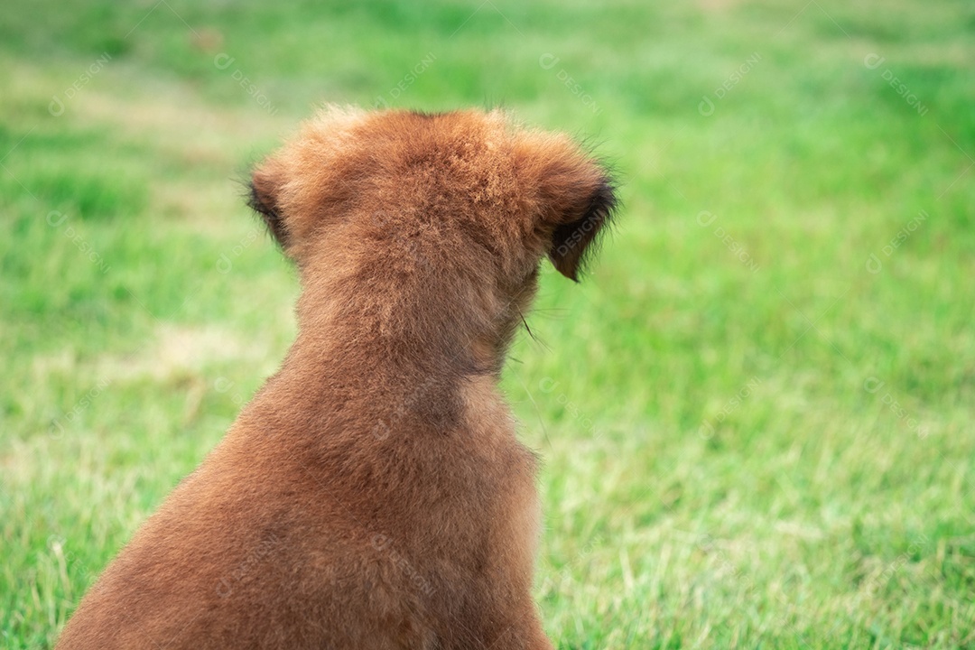 Um cachorrinho marrom sentado no gramado Olhando para alguém no mato Procure coisas para brincar para se divertir.