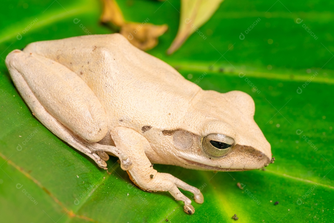 Um sapo branco empoleirado nas folhas verdes no jardim