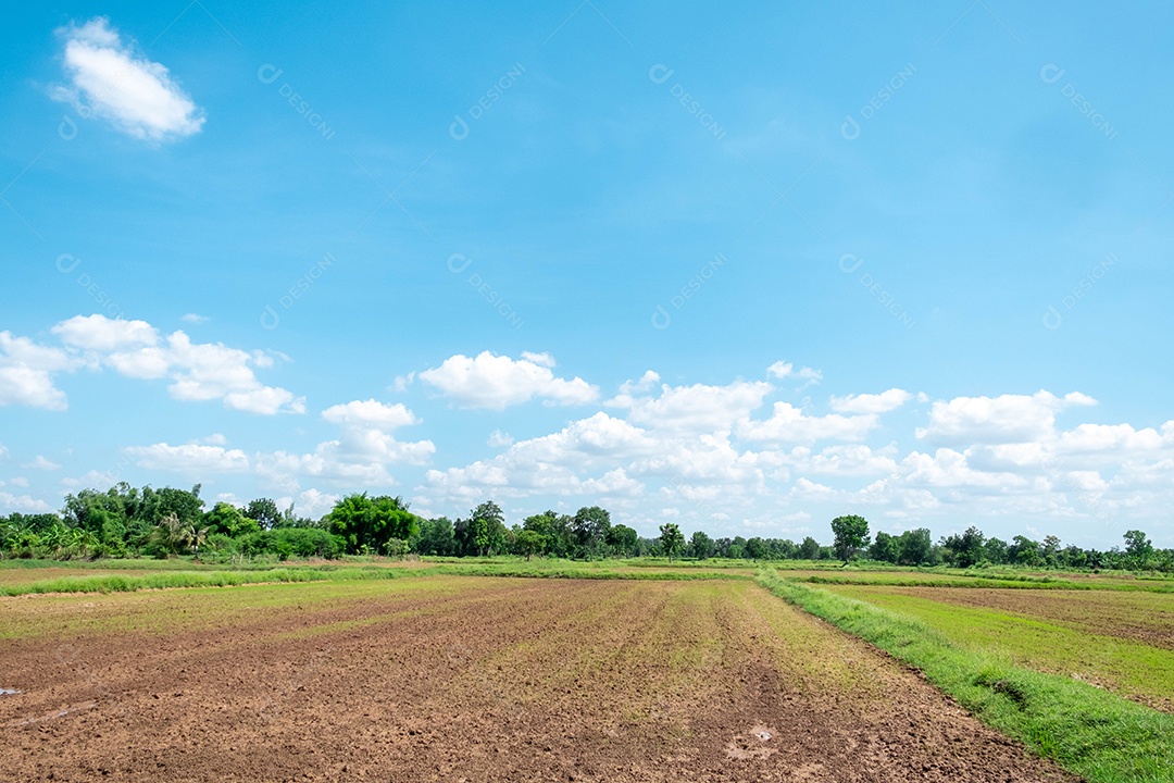 Campo na estação chuvosa início da temporada de produção de arroz no fundo de nuvens brancas e céu azul