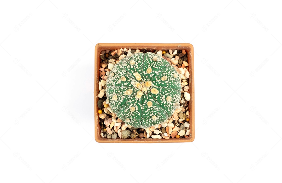 pequeno cacto redondo verde em vasos pequenos laranja isolados no fundo branco