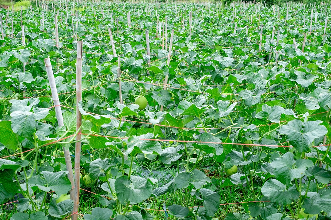 Plantação de melão Honey em quintal