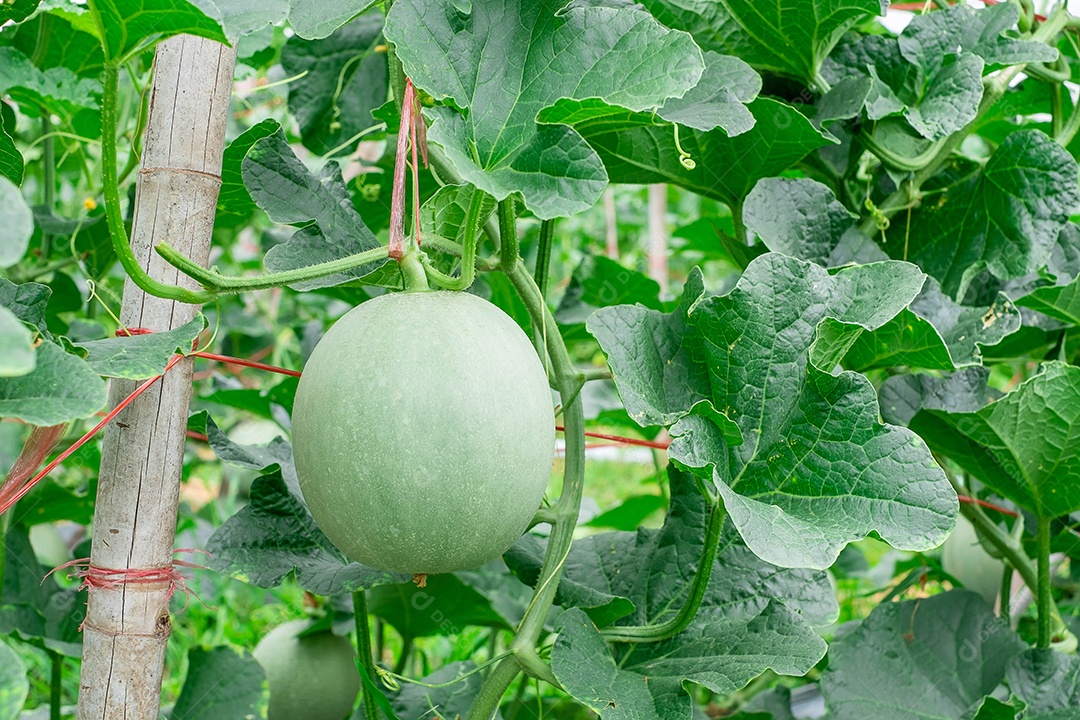 Plantação de melão Honey em quintal