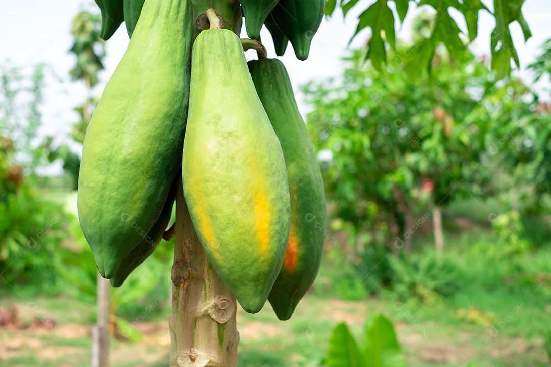 mamão cru na árvore de mamão na fazenda entre folhas verdes desfocar o fundo
