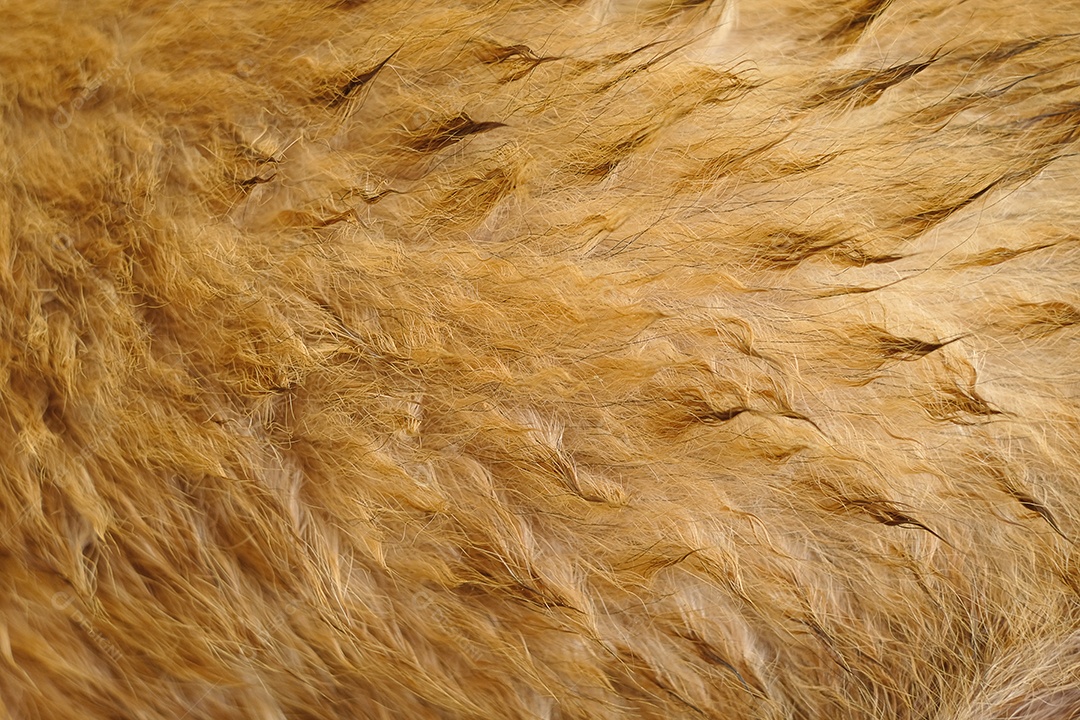 cabelo dourado natural de um animal no fundo close-up, cabelo de cachorro molhado