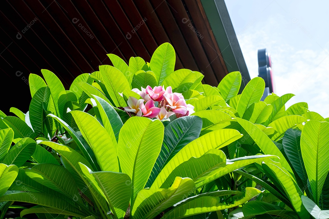 Jasmim-manga (Plumeria) é um grupo de plantas do gênero Plumeria, em plena floração no jardim, em torno de folha verde suave desfoque para fundo, ponto de foco seletivo