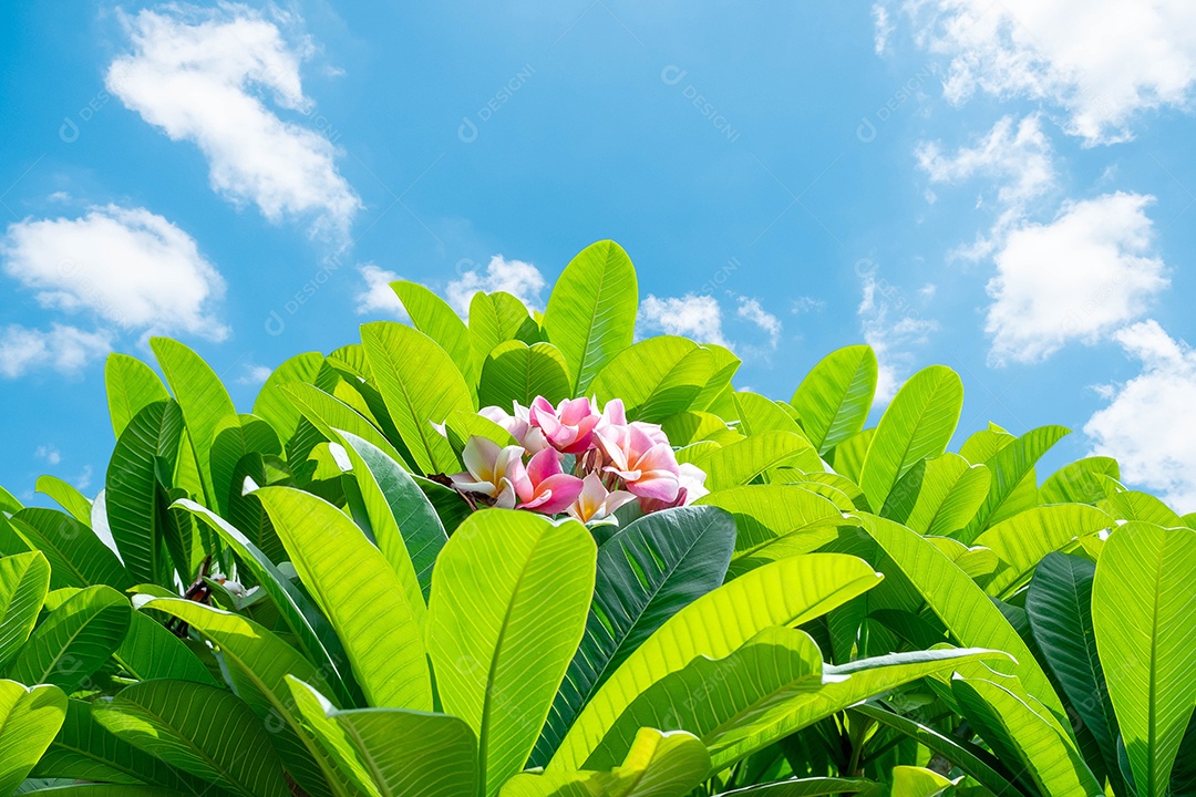 Jasmim-manga (Plumeria) é um grupo de plantas do gênero Plumeria, em plena floração no jardim, em torno de folha verde suave desfoque para fundo, ponto de foco seletivo