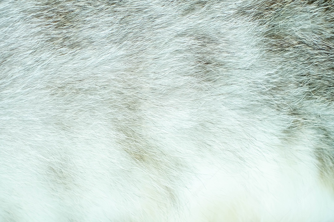 Pelo de gato branco natural de um animal no plano de fundo, pontos de foco seletivo