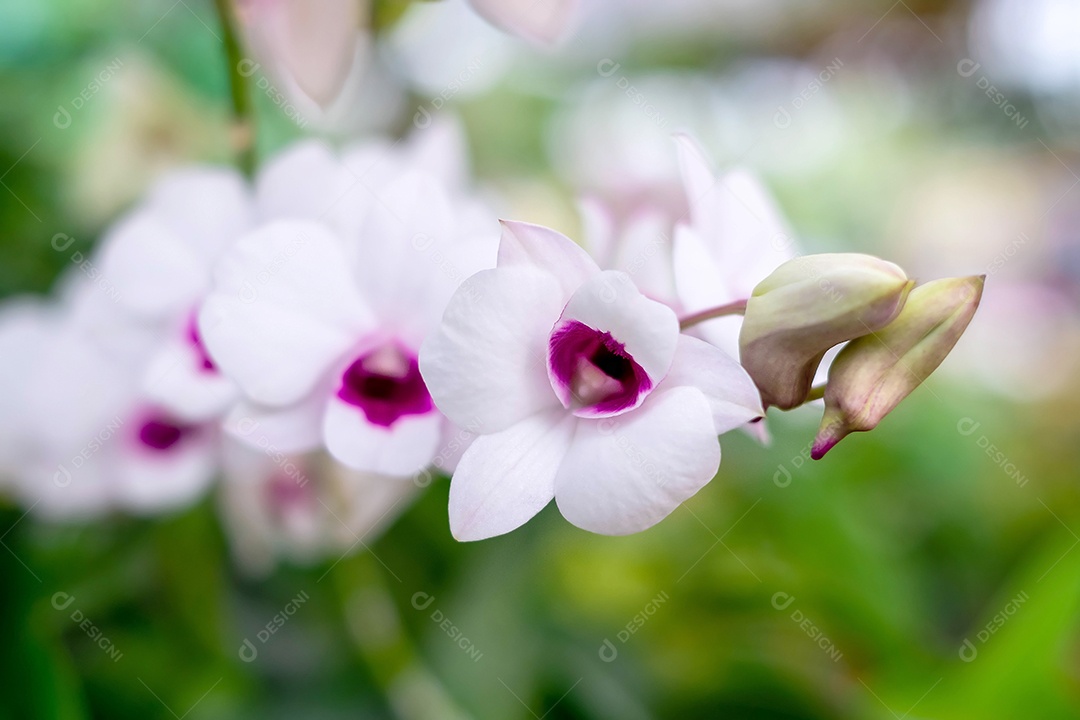Flor de orquídea branca no jardim de orquídeas no inverno sobre fundo verde desfocado