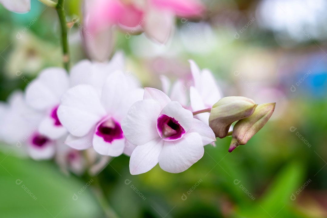 Flor de orquídea branca no jardim de orquídeas no inverno sobre fundo verde desfocado