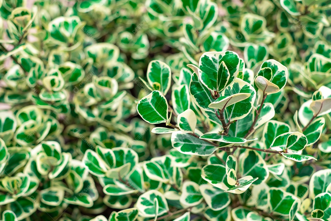 Foto de Figo de Visco folhas verdes com detalhes brancos
