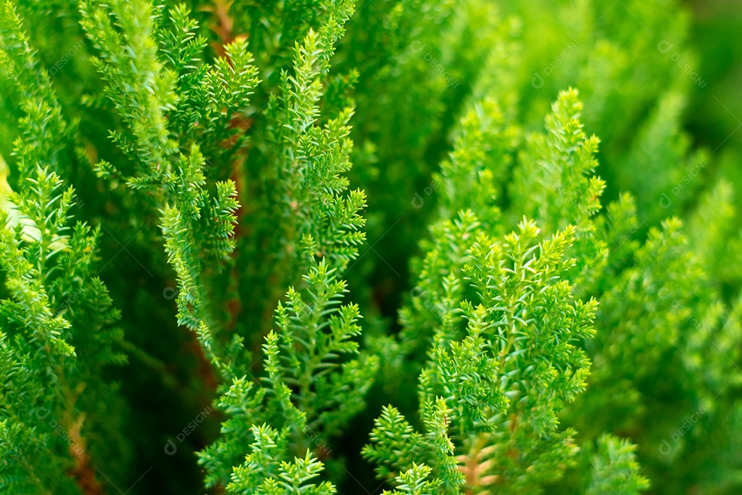 Folhas de pinheiro verde visto de perto