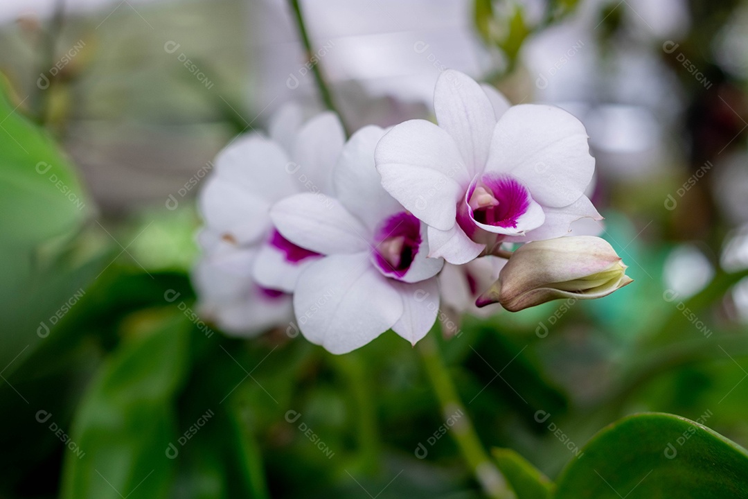Flor de orquídea branca no jardim de orquídeas no inverno sobre fundo verde desfocado