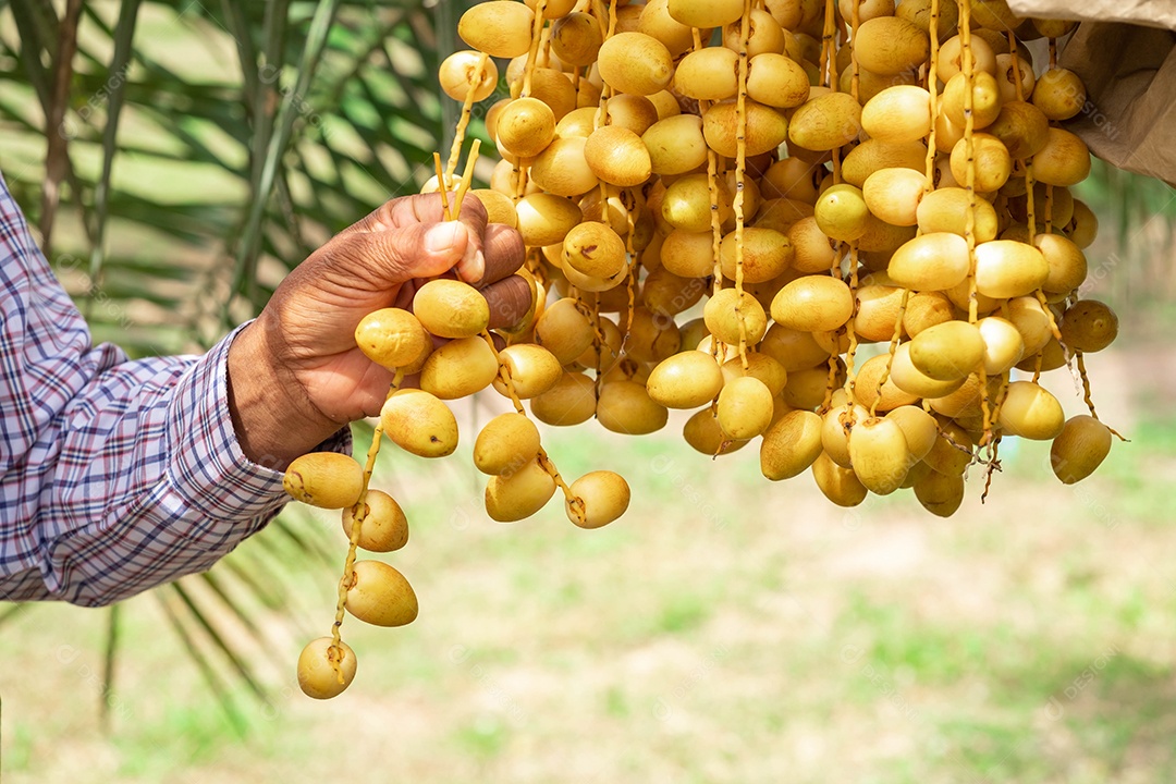 Closeup Tamareira (Barhi Dates palm) frutos amarelos nos aglomerados no jardim de frutas orgânicas para colheita