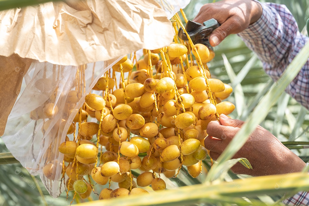 Closeup Tamareira (Barhi Dates palm) frutos amarelos nos aglomerados no jardim de frutas orgânicas para colheita