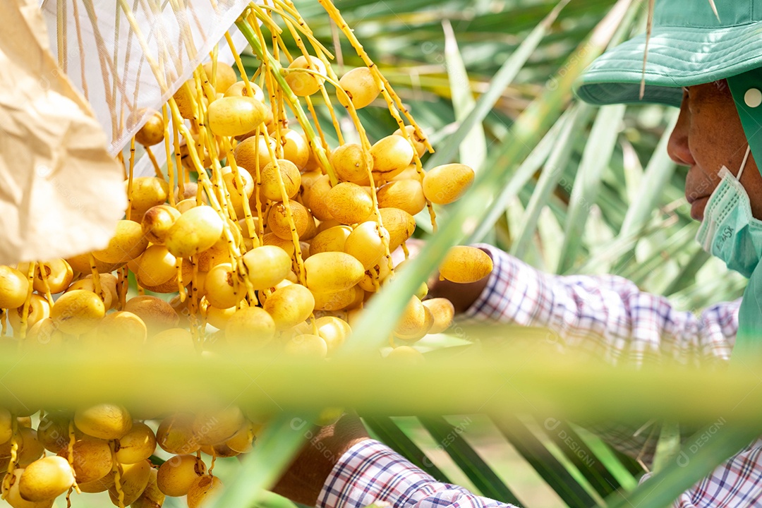 Closeup Tamareira (Barhi Dates palm) frutos amarelos nos aglomerados no jardim de frutas orgânicas para colheita