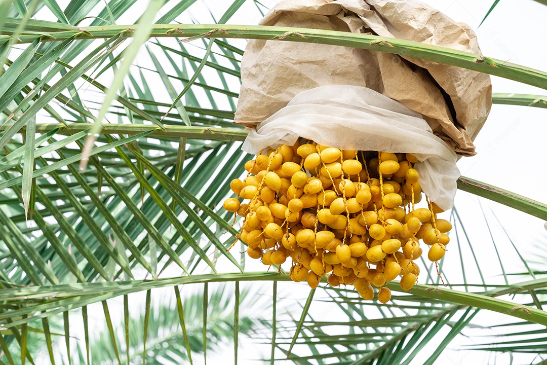 Closeup Tamareira (Barhi Dates palm) frutos amarelos nos aglomerados no jardim de frutas orgânicas para colheita