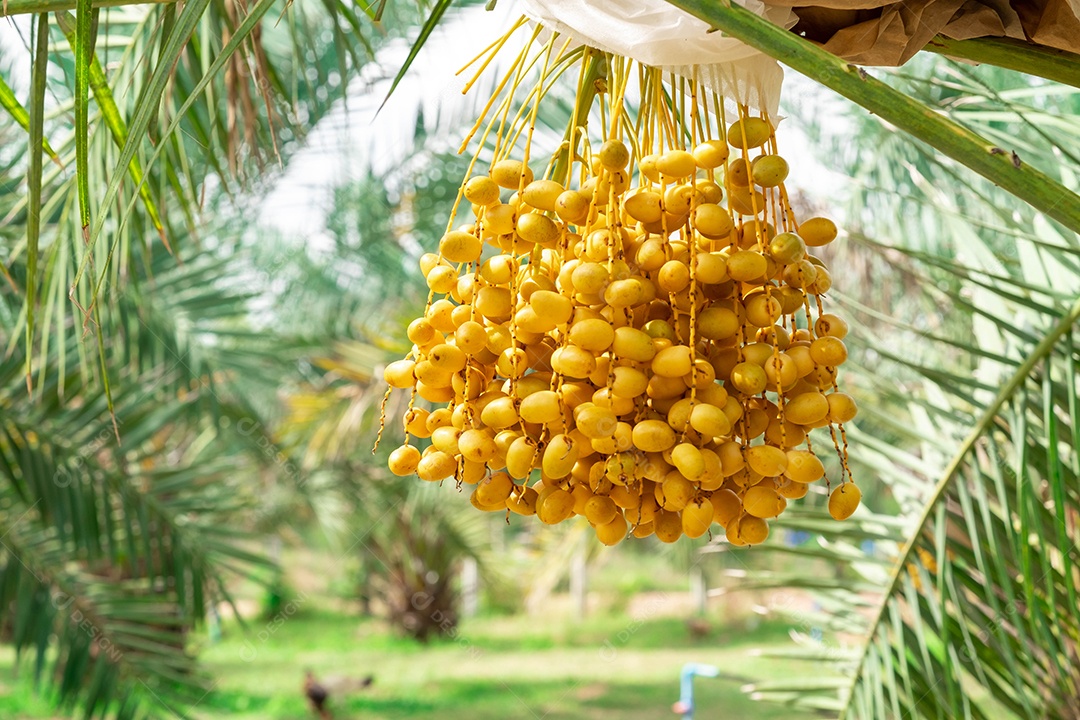 Closeup Tamareira (Barhi Dates palm) frutos amarelos nos aglomerados no jardim de frutas orgânicas para colheita