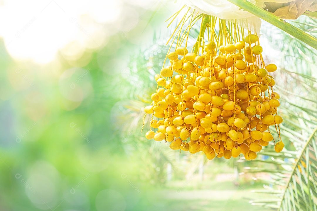 Closeup Tamareira (Barhi Dates palm) frutos amarelos nos aglomerados no jardim de frutas orgânicas para colheita