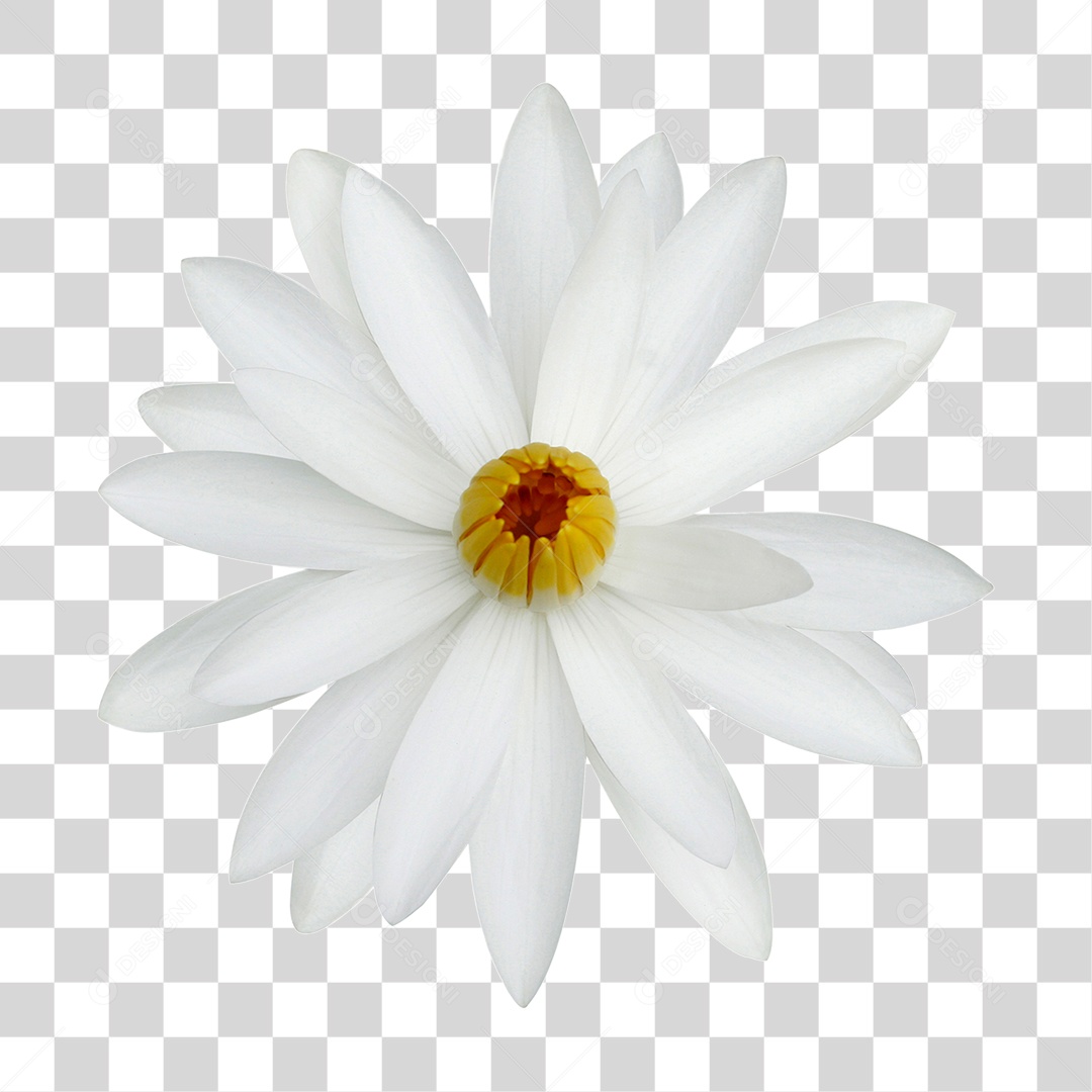 Flor Branca PNG Transparente