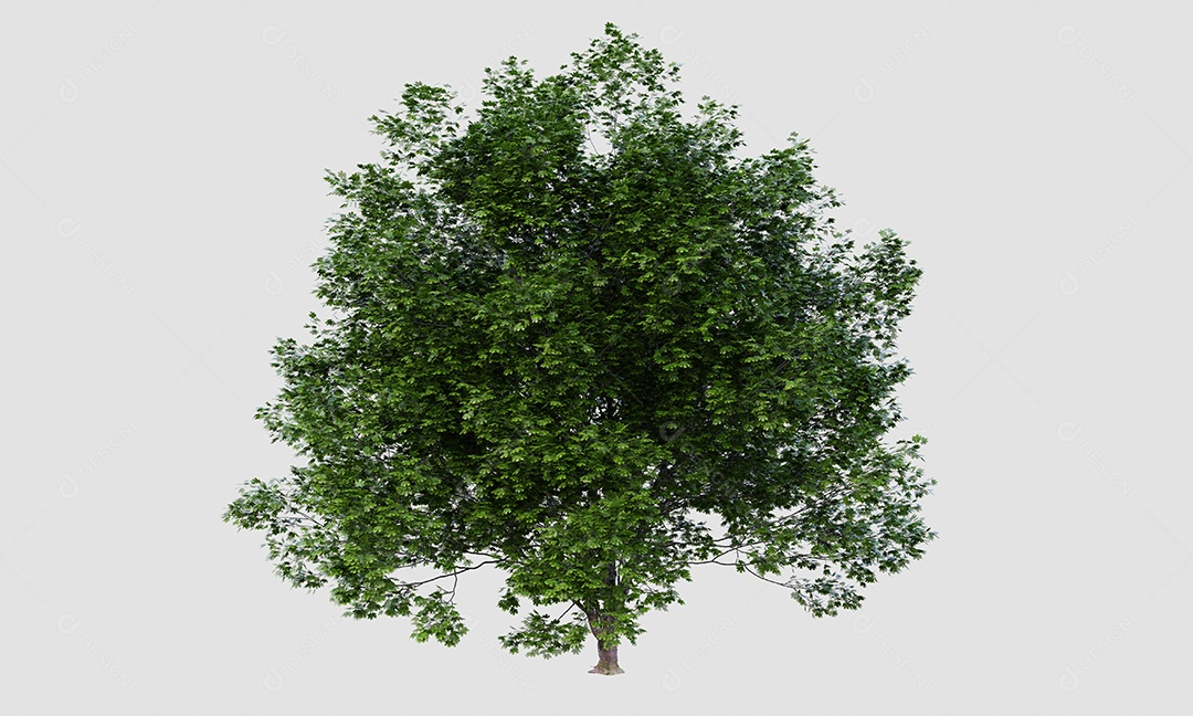 Grande árvore Acer marcophyllum em fundo branco isolado. Conceito de natureza e objeto.