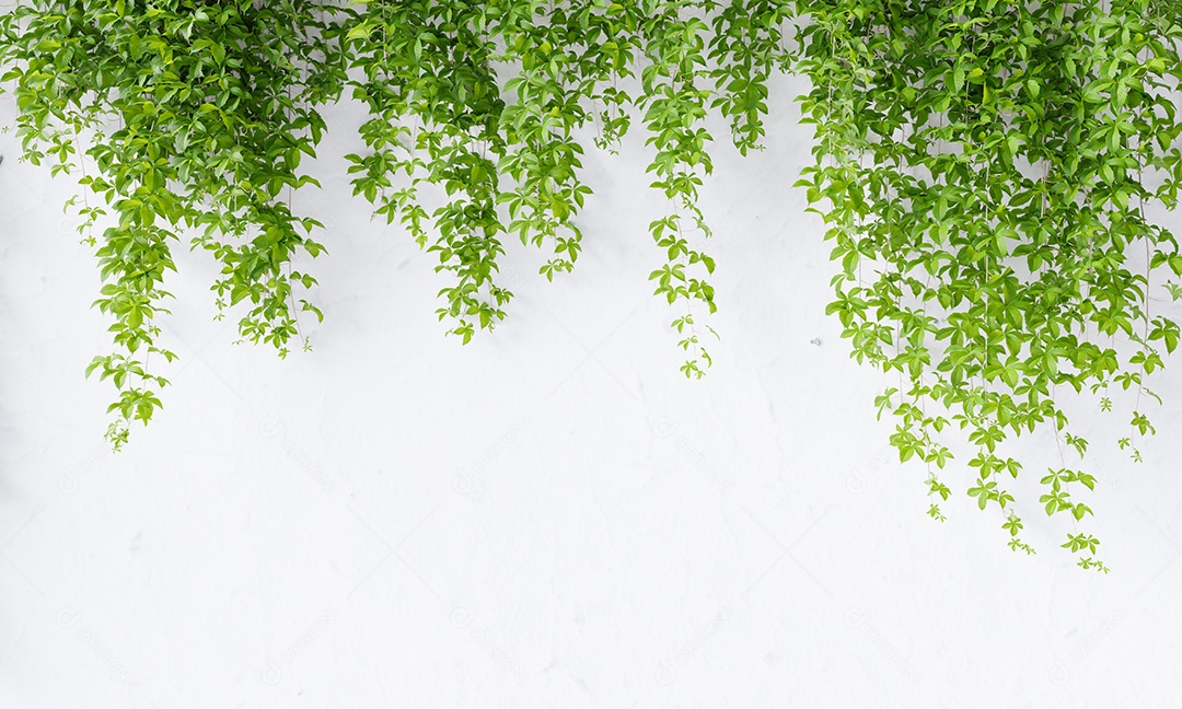 Vinha de trepadeira de Virgínia no fundo da parede de concreto branco com espaço de cópia. Conceito de papel de parede de plantas e natureza.