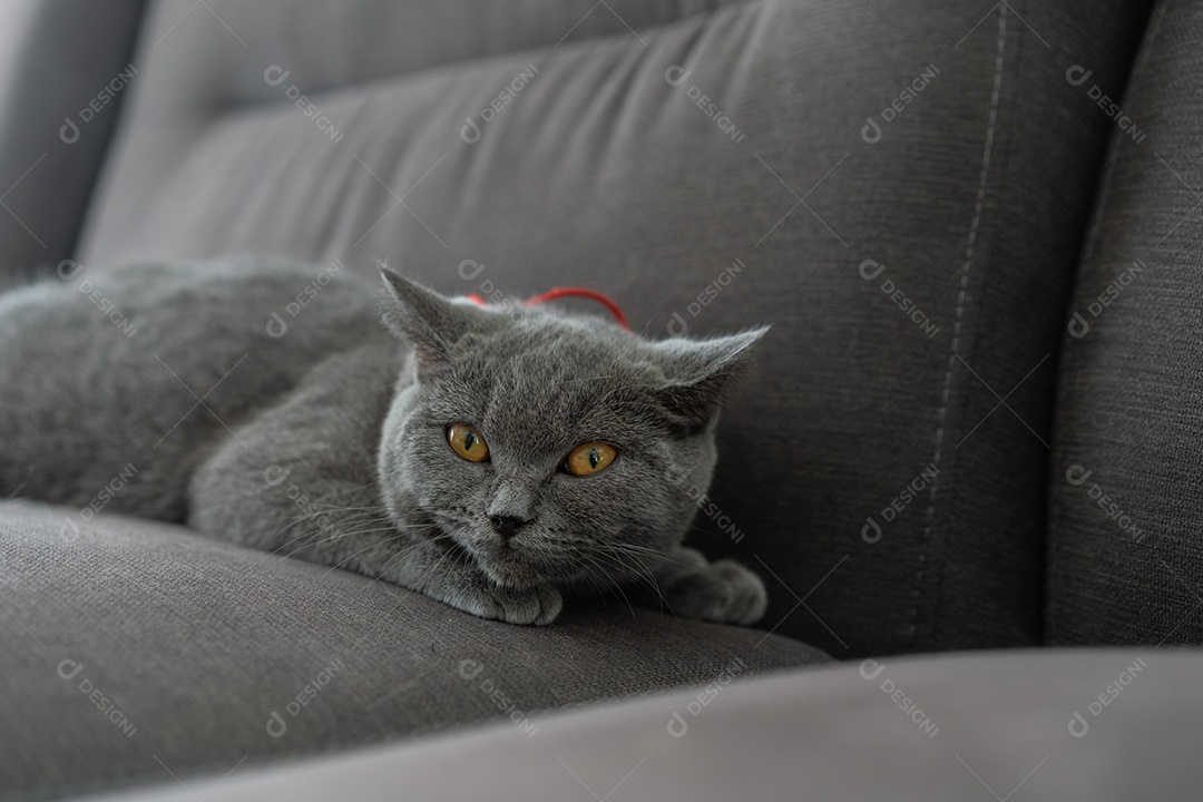 Gato British Shorthair deitado no sofá