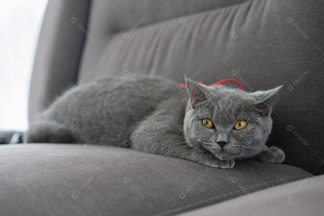Gato British Shorthair deitado no sofá