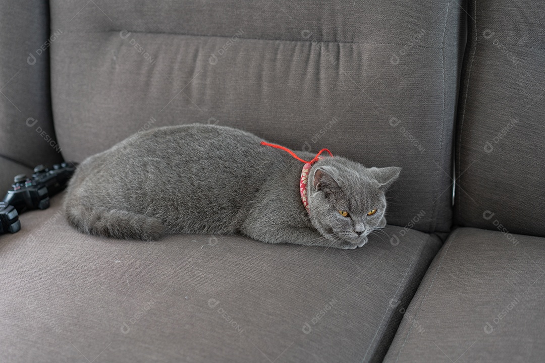 Gato British Shorthair deitado no sofá