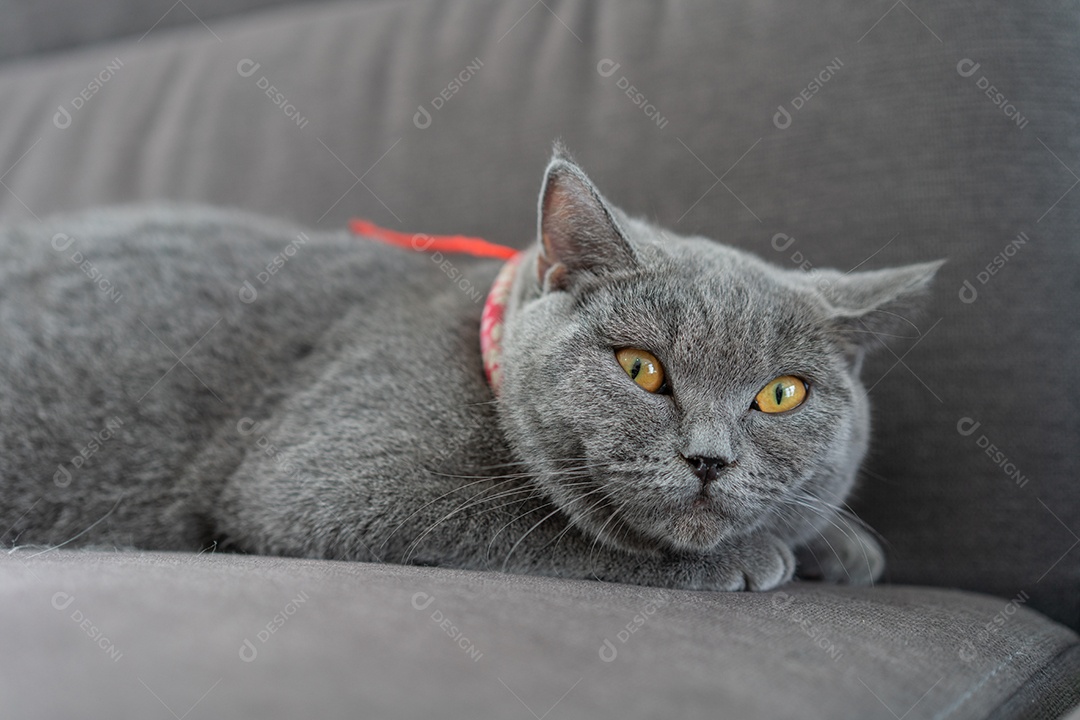 Gato British Shorthair deitado no sofá