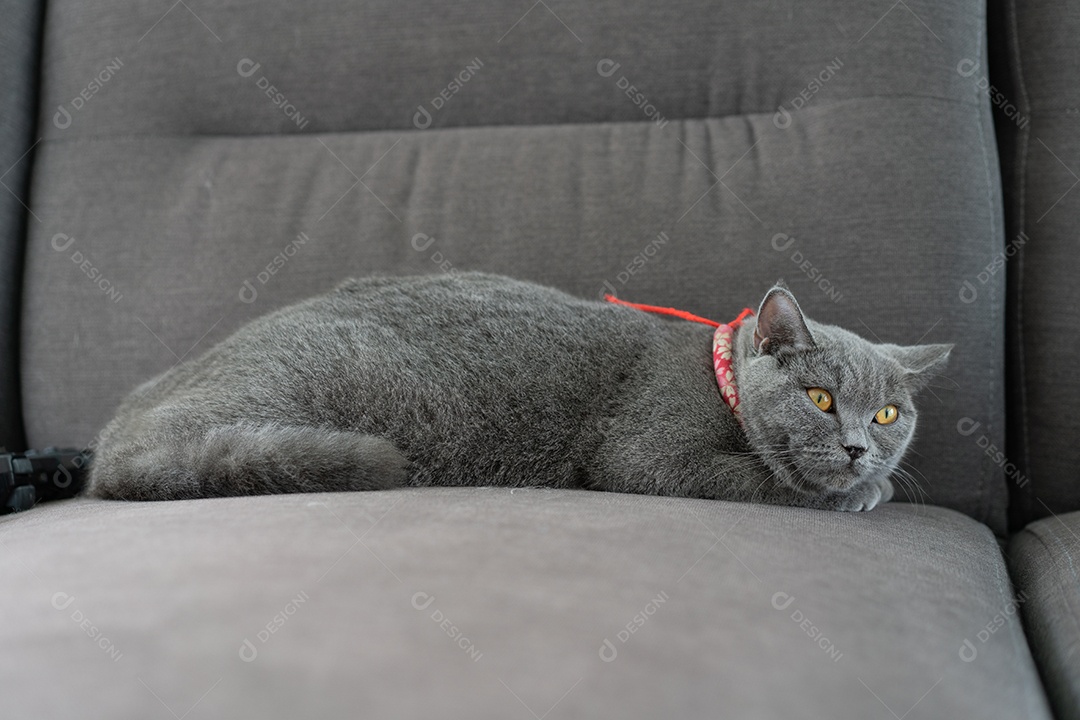Gato British Shorthair deitado no sofá