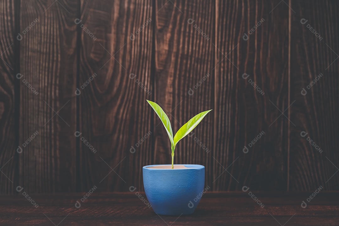 Vasos de plantas estão crescendo, plantando árvores.
