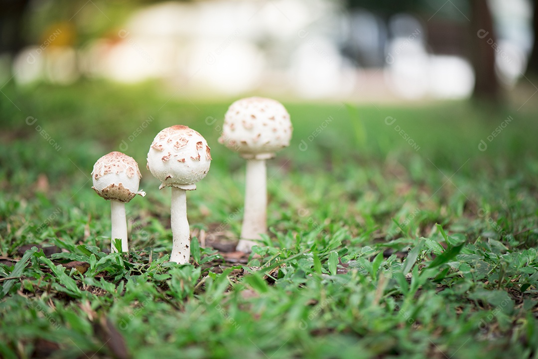 Cogumelos puffball crescendo na grama verde na floresta após a chuva. belo bokeh e luz natural do sol. Fundo crescente do conceito do ambiente natural.