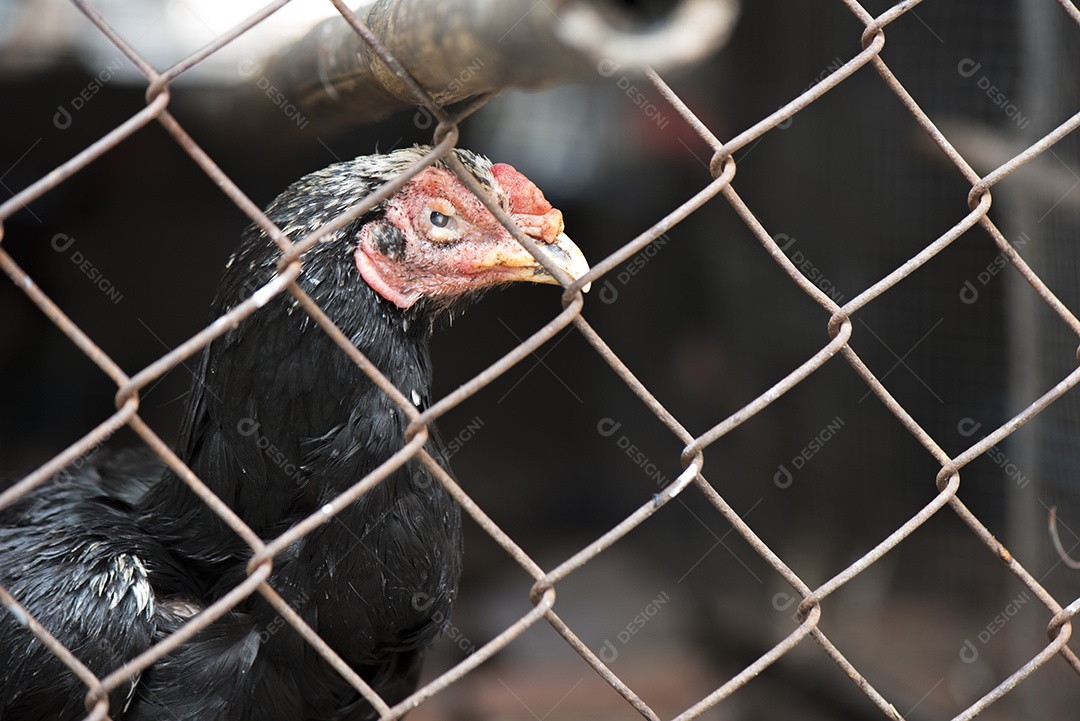Galinha gamecock no galinheiro gaiola de aço, conceito Animal