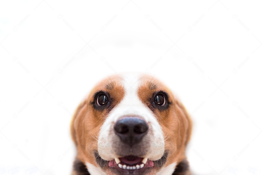 Feche o cachorro Beagle no fundo branco isolado. Conceito de animal e mamífero. Foco seletivo nos olhos.