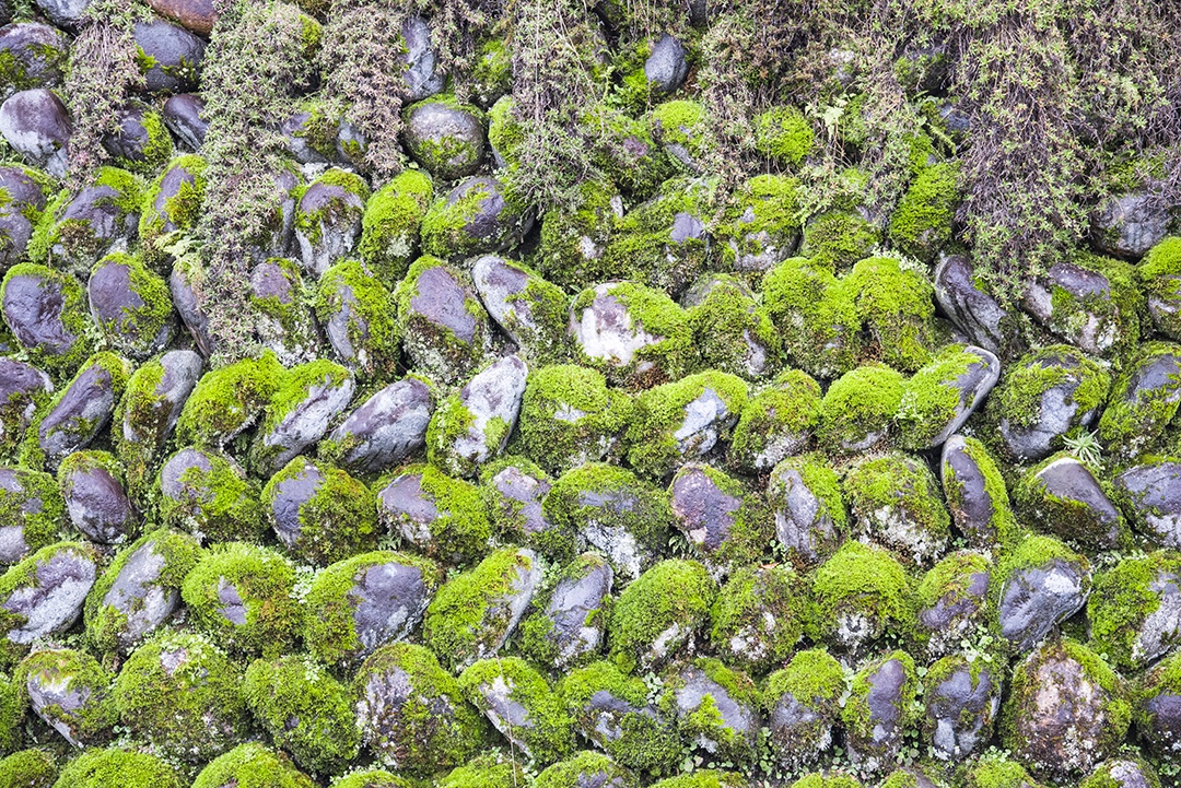 Cobertura de musgo verde na parede de pedra, conceito de natureza.