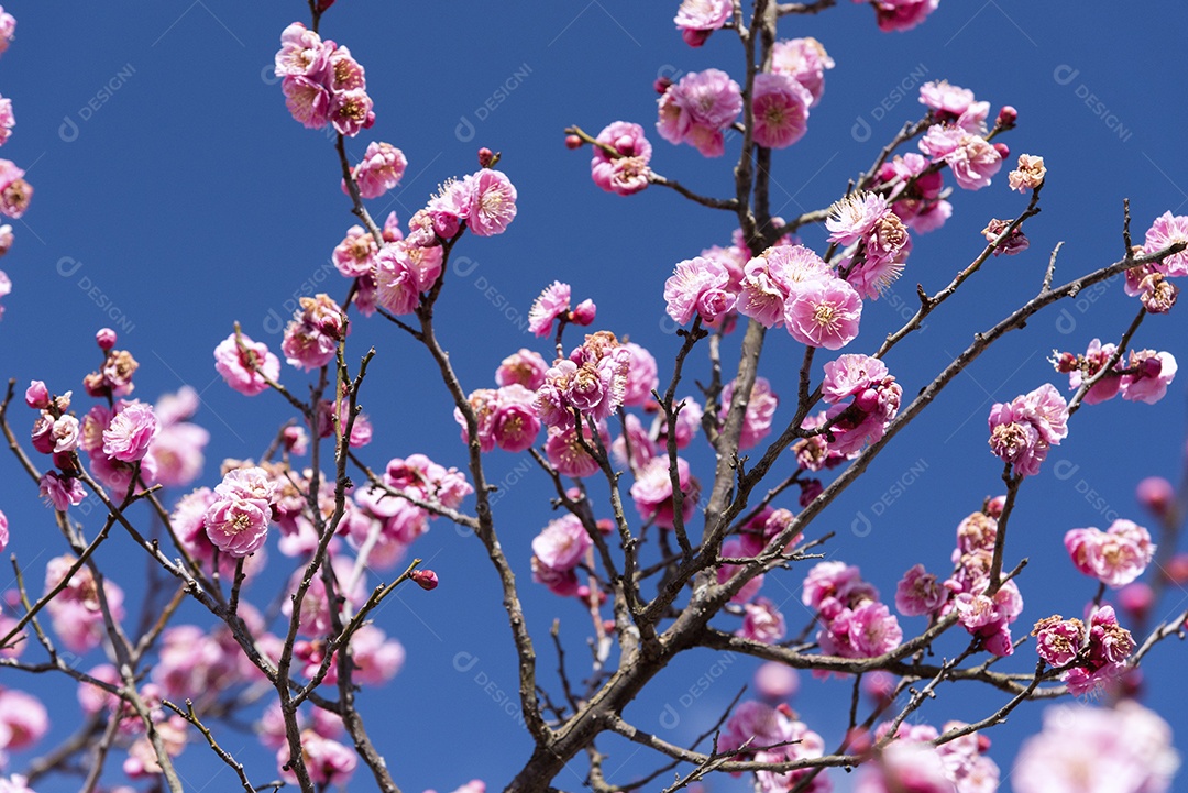 Flores cor de rosa da árvore Cherry Plum, flor do japão, conceito de beleza, luz do conceito de spa japonês, rebarba macia, baixa clareza, conceito solitário, conceito de outono.