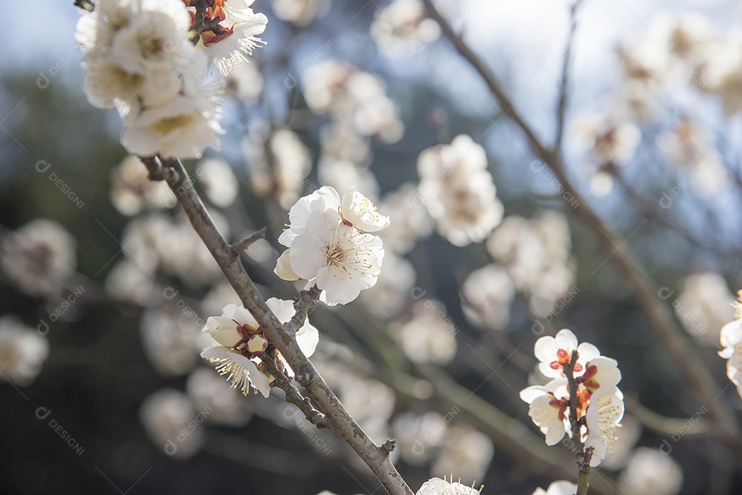 Flores brancas da árvore Cherry Plum, foco seletivo, flor japonesa, conceito de beleza, conceito de spa japonês.