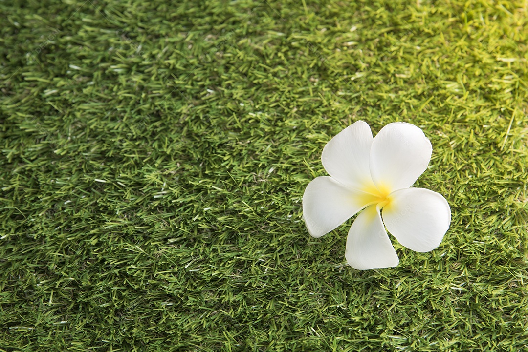 Flor branca Leelawadee no campo de grama, conceito de ambiente.