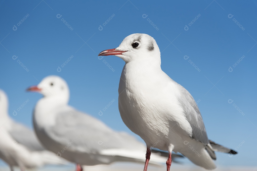 Aves de Gaivota Branca em focagem ocular, foco seletivo.