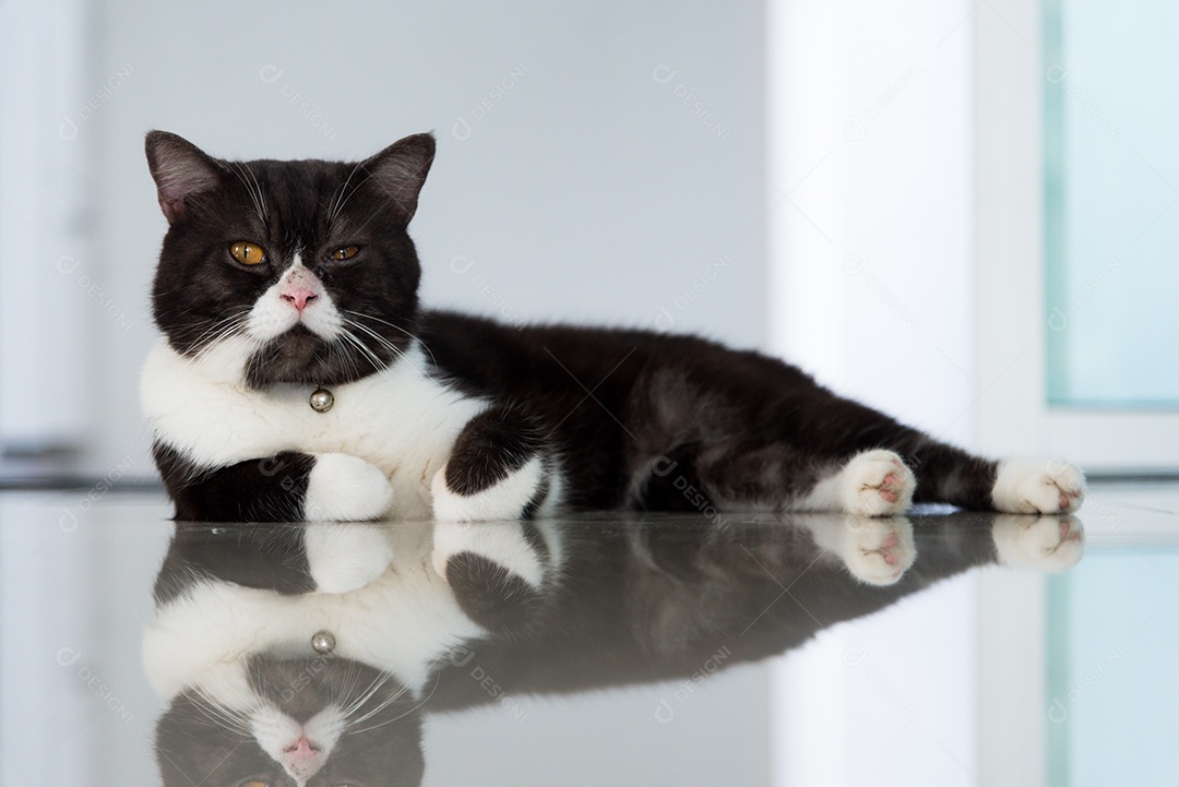 Gato preguiçoso deitado no chão. Conceito de animal e animal de estimação.