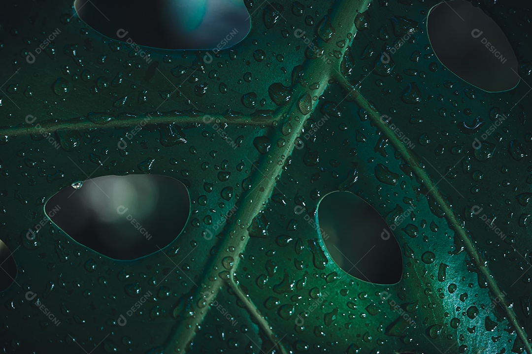 Gotas de água macro nas folhas amam o meio ambiente