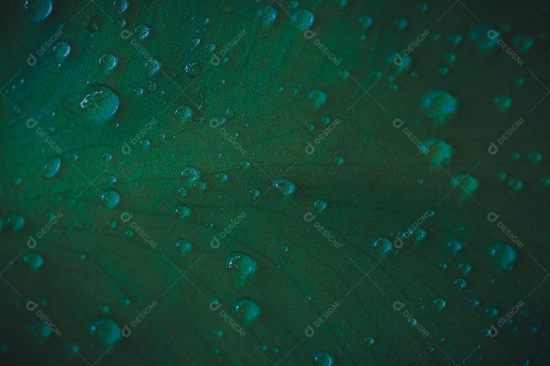 Gotas de água macro nas folhas amam o meio ambiente