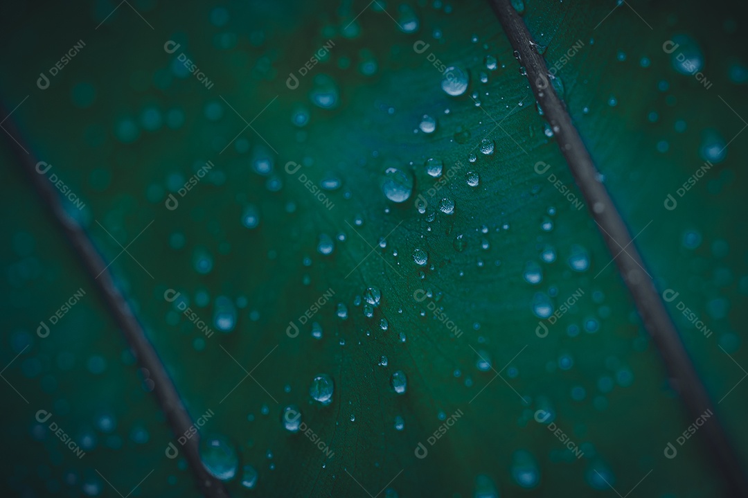 Gotas de água macro nas folhas amam o meio ambiente